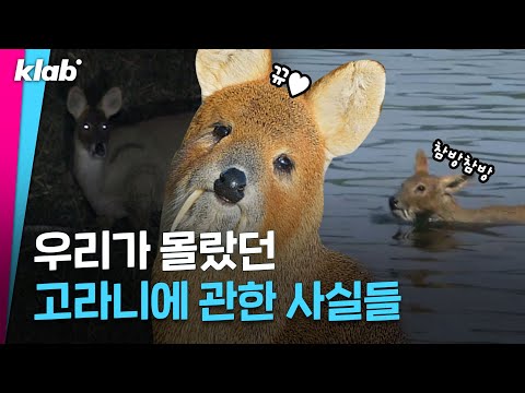 유해조수이자 멸종위기인 특이한 포지션?! 당신이 몰랐던 고라니에 대한 사실들 ｜크랩