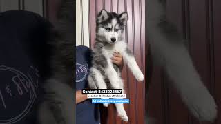 Top Quality siberian husky puppies for sale in dehradun #husky #puppy #dehradun