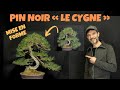 Mise en forme d'un pin noir