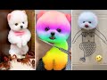 Cute pomeranian puppies doing funny things 6  cute and funny dogs 2024  vn pets