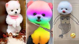 Cute Pomeranian Puppies Doing Funny Things #6 | Cute and Funny Dogs 2024 | VN Pets