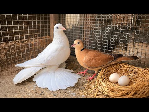 Finally The Hybridization Of Pigeons With The New Doves Has Succeeded
