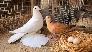 أخيراً تهجين الحمام مع اليمام الجديد نجح👌😯