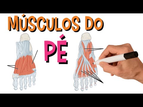 Músculos Do Pé - Sistema Muscular | Anatomia