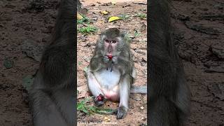 Mouth full, but heart still hungry — this monkey is not done collecting yet 🍒😂  #monkey