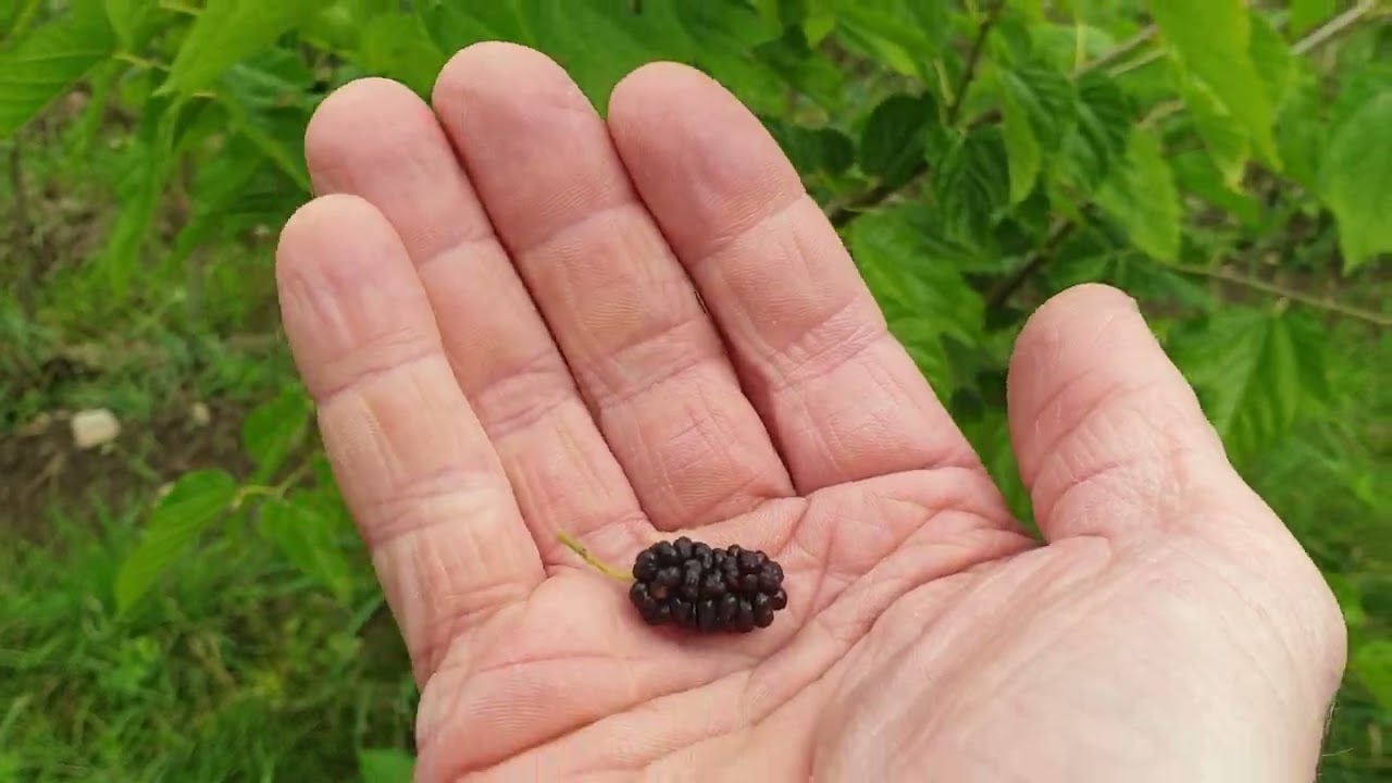 Maulbeere Illinois Everbearing