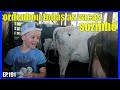 kayo ordenhando as vacas sozinho - ep.191