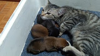 Cat Meeting the Newborn Puppies for the First Time by Top Kitten TV 752 views 2 years ago 2 minutes