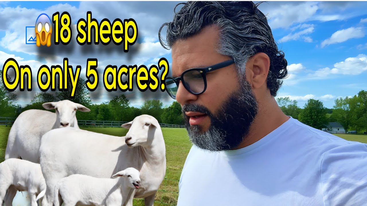 Katahdin Sheep: Raising 18 on 5 Acres with Rotational Grazing!