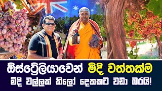 ඕස්ට්‍රේලියාවෙන් මිදි වත්තක්ම #australia