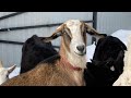 Моё хозяйство - тёлочки, козы, корова... / Влог от 02.03.21 / Жизнь в деревне