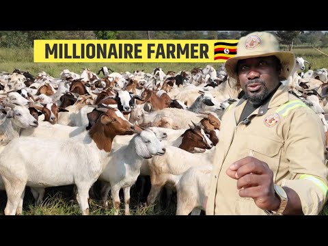 I Started With 70 Goats Now I Have Over 3000 High Grade Goats Giving Me Dollars, Hamiisi Semanda