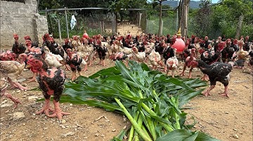 How to raise healthy chickens - DIY chicken feed - Farm life