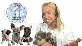 22+ French Bulldog Hair Loss