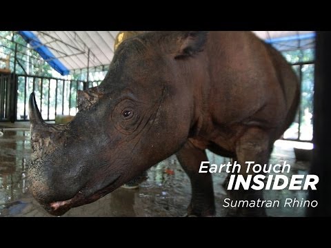 Earth Touch Insider: Is there hope for the Sumatran rhino?