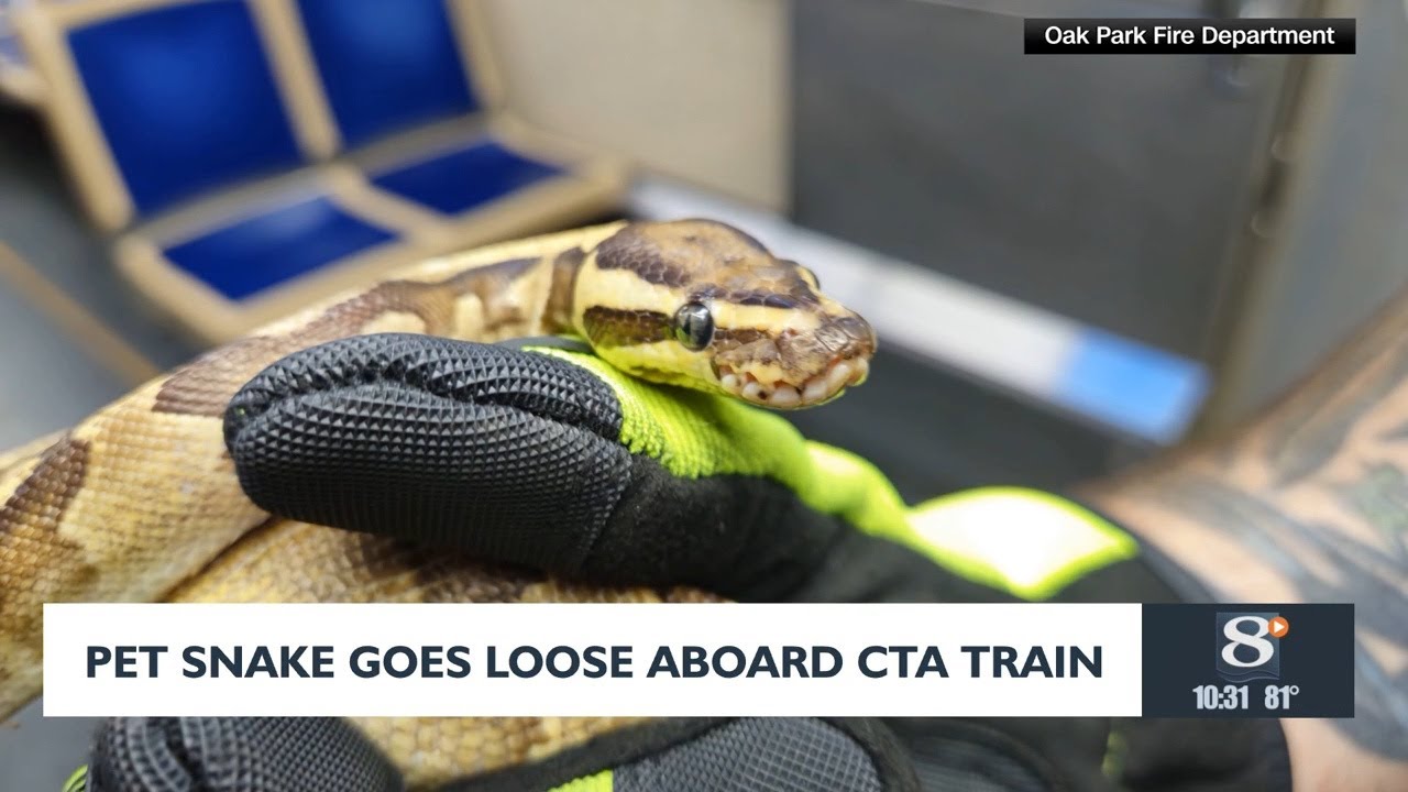 Pet snake gets loose aboard CTA train | Chicago