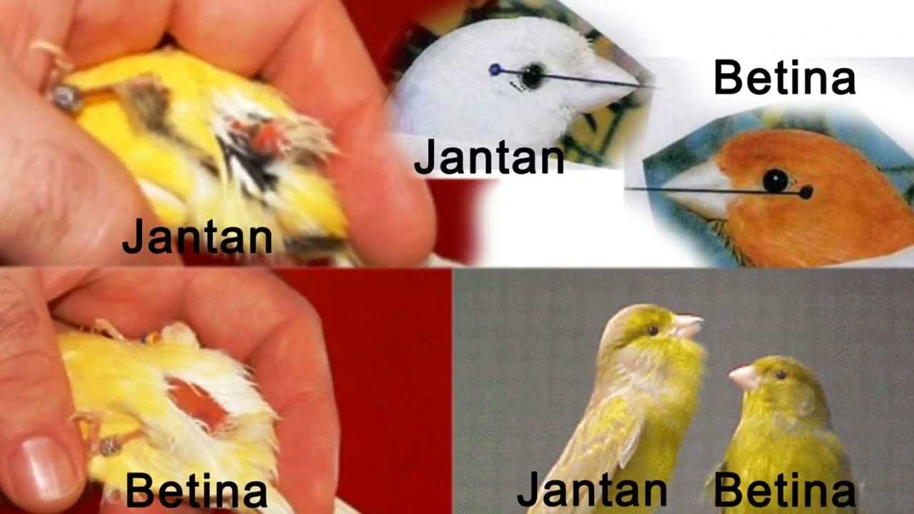 Tips Memilih Bahan Kenari Bagus di Ombyokan 