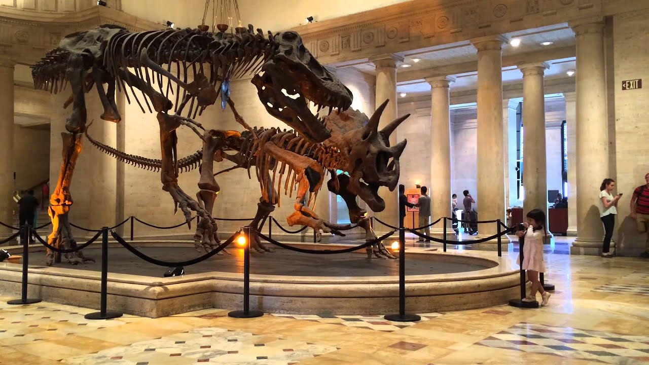 Natural History Museum YouTube