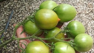 ОПЫЛЕНИЕ ПОМИДОРОВ ПРИ ЭКСТРЕМАЛЬНОЙ ТЕМПЕРАТУРЕ(Наступила жара - температура стоит около 40 градусов - поэтому пришлось опылять искусственно., 2015-07-26T10:19:51.000Z)