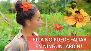 GIRASOL MEXICANO (TITHONIA): La planta con 1000 funciones by Mi Jardin en el Desierto 20,086 views 1 month ago 19 minutes