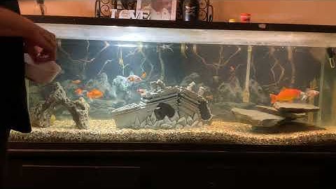 Feeding time! Green peas ! ( deshelled ) 