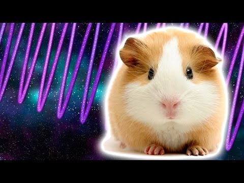 Kosmische cavia