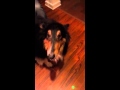 Samson the Collie chasing a laser