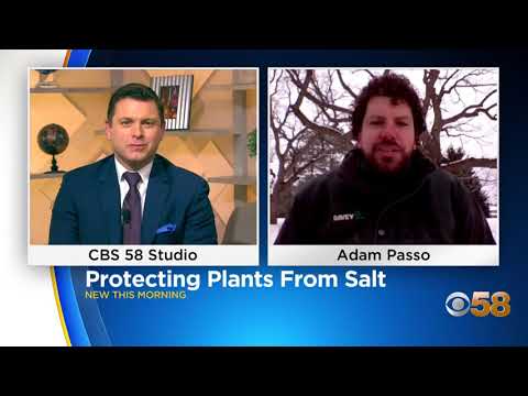 Видео: Замын давсны ургамалд үзүүлэх нөлөө - Ургамлыг давсны гэмтлээс хэрхэн хамгаалах вэ