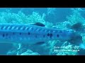 Barracuda Cleaning - Jackson reef 08 Jan - Sharm el Sheikh