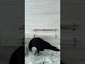 Crow intelligence