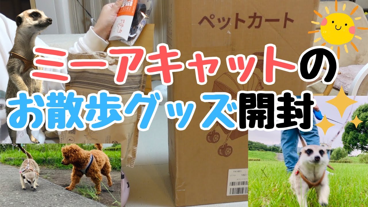 ミーアキャットの散歩グッズ開封してみた📦aikenペットカート・給水機・リードなど