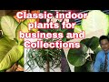10 Classic Indoor plants for Collection and propagation  making your Indoor Fresh and Beautiful