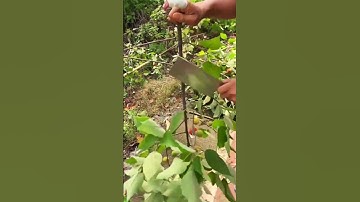super sharp tool for cutting tree branches #shorts
