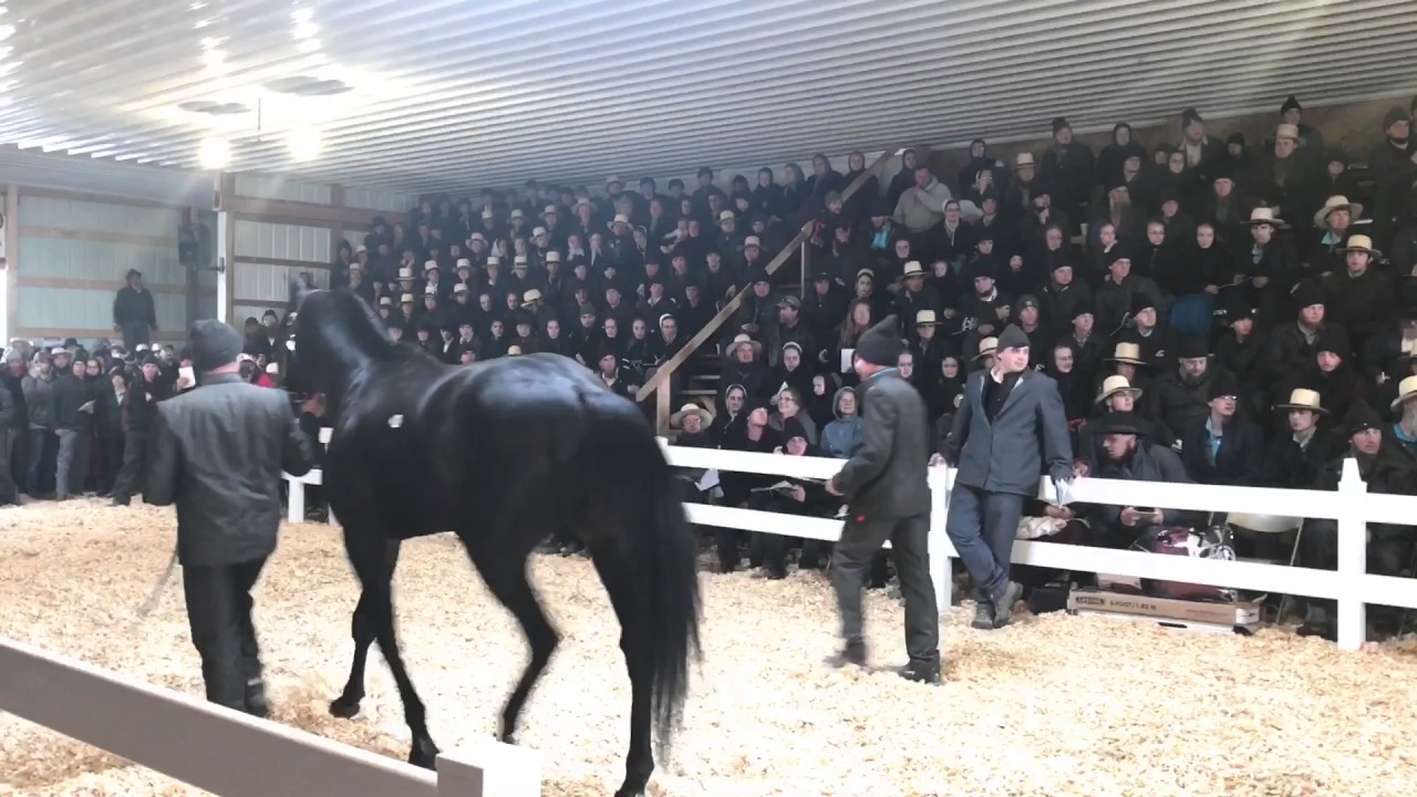 Amish Horse Sale Record Breaking Horse - YouTube