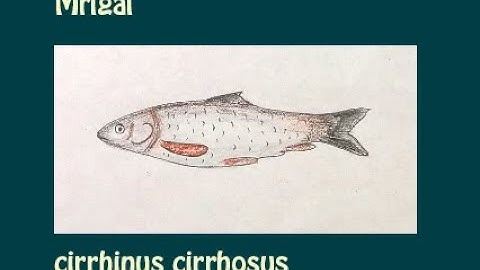 Mrigal fish drawing | original audio tutorials #satisfying #creativeart #drawingforbeginners