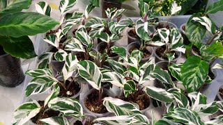 Калатея Фьюжен Вайт / Calathea Fusion White и немного фиалок полюбоваться