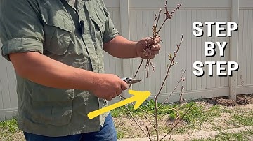 YEAR 1: How to Prune First Year Peach Tree