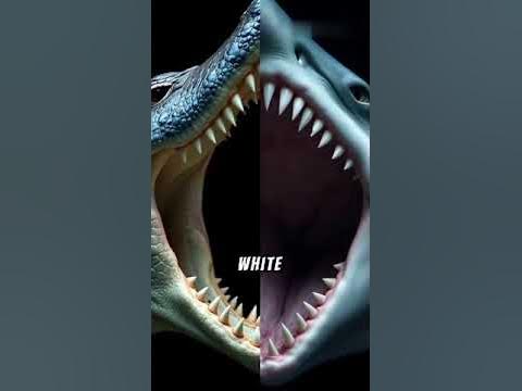 Are salt water crocodile aggressive?#viralvideo #viralshorts #animals #