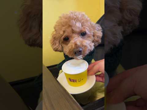 길라임돋는 멍푸치노 먹는 강아지🐶