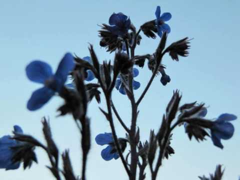 Dance and Sing (Pulling Bracken / Faery's Lament) ...