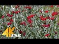 4K Backyard Flowers - Wonderful Flowers Video with Beautiful Bird Sounds - 3 HRS