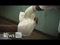 Maggot therapy experiences renaissance in African hospitals (2015) | ABC News