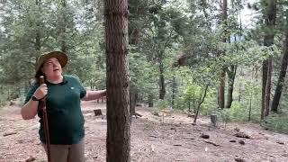 Lake Arrowhead Memorial Tree #237 | Better Place Forests