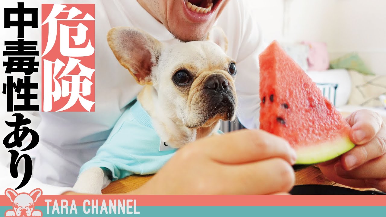 事件 人間みたいにスイカを食べた後の犬の末路 フレンチブルドッグ Youtube