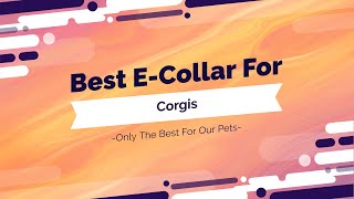 Best ECollar For Corgis  Full Video