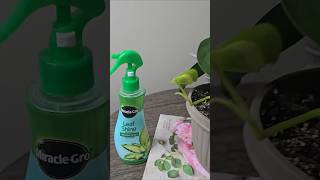 Miracle-Gro Miracle Grow Leaf Shine Beautifies and Shines Leaves Foliage / Easy to Apply #shorts
