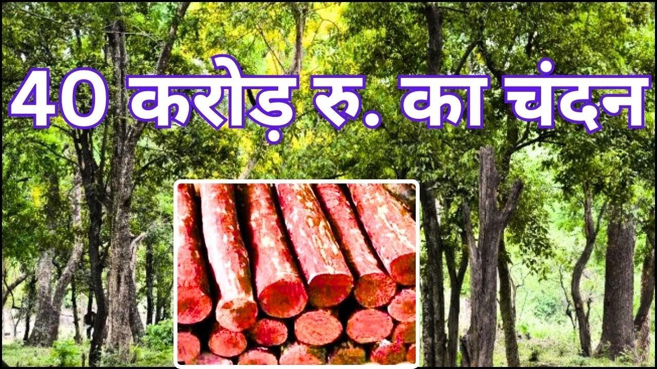 चंदन की खेती | Sandalwood Farming | 10 एकड़ खेत 12 हजार पेड़ |तेलंगाना ...