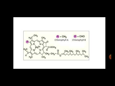 క్లోరోఫిల్ (ప్రాథమిక నిర్మాణం మరియు భౌతిక లక్షణం) - పార్ట్ 1