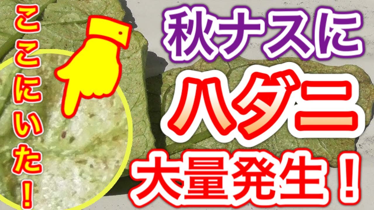 更新剪定後の秋ナスに ハダニが大量発生 狭い庭で家庭菜園 Youtube 更新剪定後の秋ナスに ハダニが大量発生 狭い庭で家庭菜園 Youtube