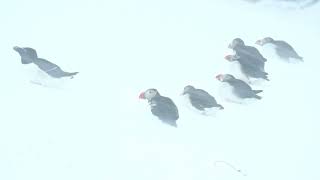 Puffins in a snowstorm on the island of Hornoya in Norway in March 2022. 4K HDR